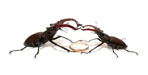 Duel of two stag beetles Stock Photos