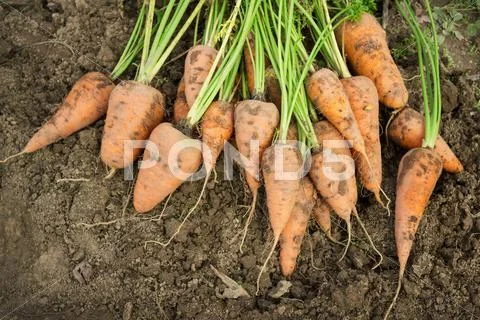 Dug carrots lying on the arable land Stock Photos