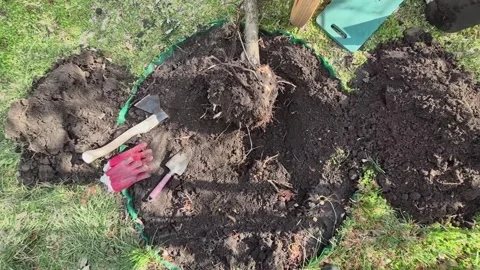 A dug up diseased old tree Vidéo 332808614