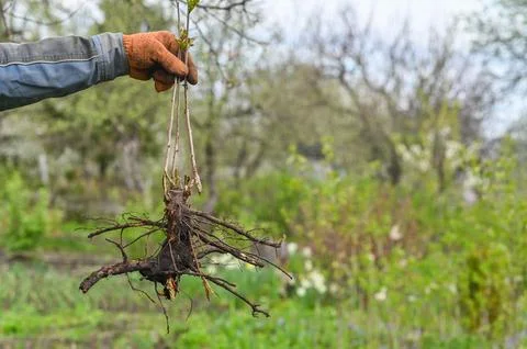 A dug-out cherry root in your hand. Stock Photos