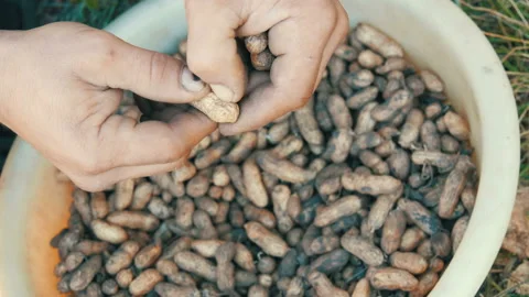 Dug out of the ground peanuts in a shell. Male hands separate the peanut shell Stock Footage 97031476