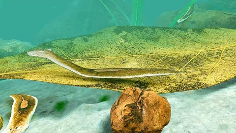 Dugesia gonocephala 3D view 스톡 동영상 323196189