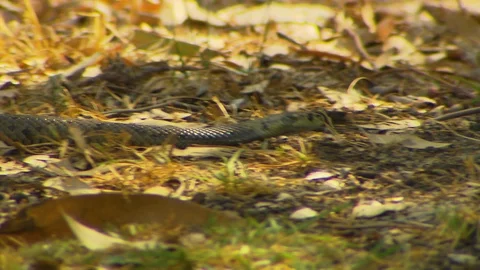 Dugite Moving Through Forest Ground Stock Footage 112324542