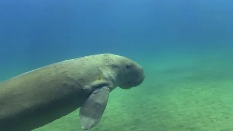 Dugon (Dugon dugon) . Vidéo 78314102