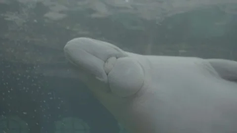 Dugon - Manatee at Aquarium Stock Footage 70337366