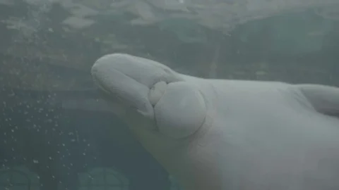 Dugon - Manatee at Aquarium Stock Footage 70337593