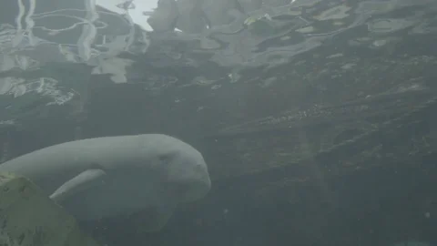 Dugon - Manatee at Aquarium Stock Footage 72009324