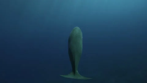 Dugong Disappearing into Deep Blue Stock Footage 339788441