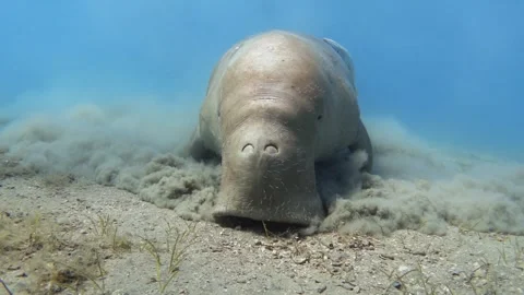 Dugong eats sea grass, slow motion Stock Footage 327236369