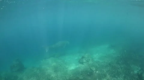 Dugong Stock Footage 40731787