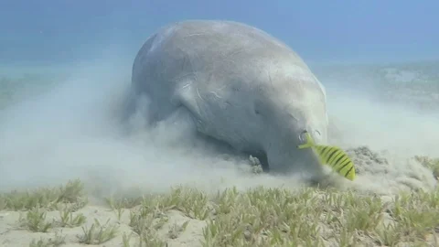 Dugong grazes Stock Footage 126142355