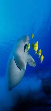Dugong Stock Photos