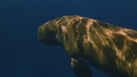 Dugong Rolls Beneath Sun Rays 스톡 동영상 339369943