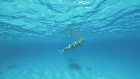 Dugong Surfacing in Turquoise Lagoon Stock Footage 339788442
