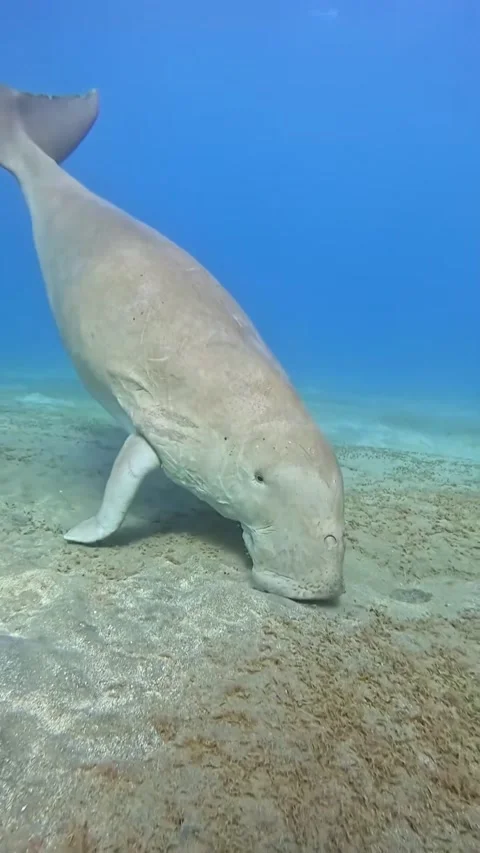 Dugong in the water Stock Footage 327372575
