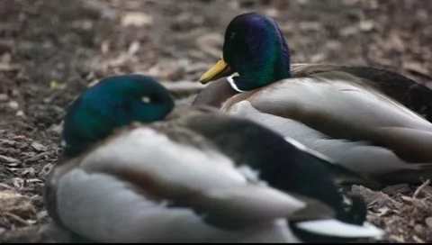 Dugs sleeping Stock-Footage 7906847