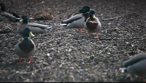 Dugs standing arround Stock-Footage 7905537