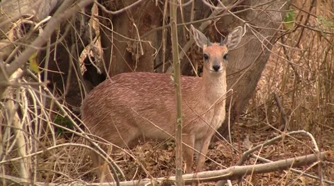 Duiker Stock Footage 8621629