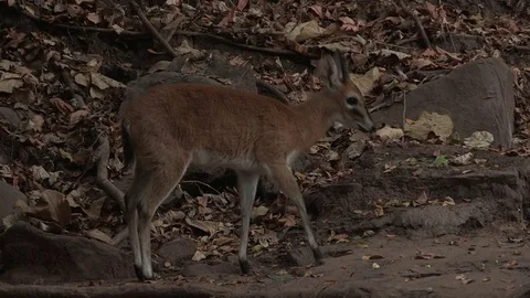 Duiker walking around rocks Stock Footage 84712152
