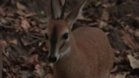 Duiker walking around rocks Stock Footage 84712184
