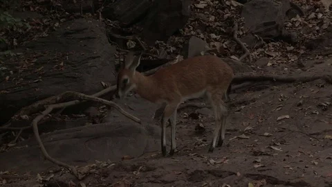 Duiker walking around rocks Video stock 84712259