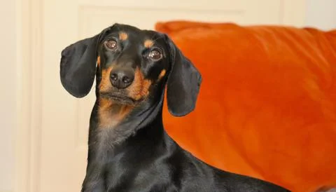 The Duke Stock Photos