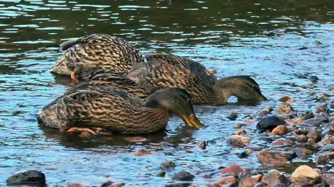 Duks on the lake Stock Footage 94028032