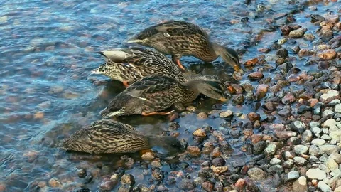 Duks on the lake Stock Footage 94028036