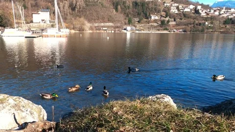 Duks lake Stock Footage 235029039