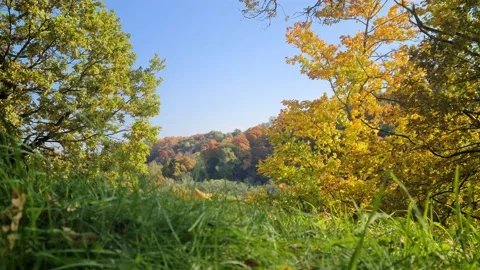 Dūkšta River forest, Lithuania Stock Footage 161951532