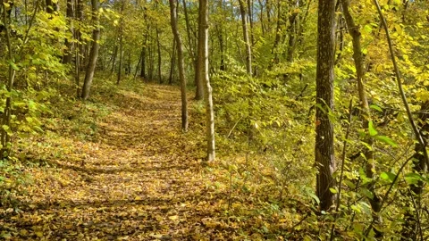 Dūkšta River forest, Lithuania Stock Footage 161951546