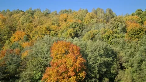 Dūkšta River forest, Lithuania Stock Footage 161951644