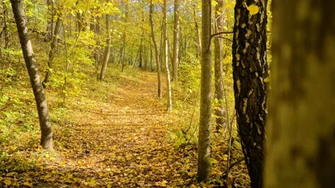 Dūkšta River forest, Lithuania Stock Footage 161951760