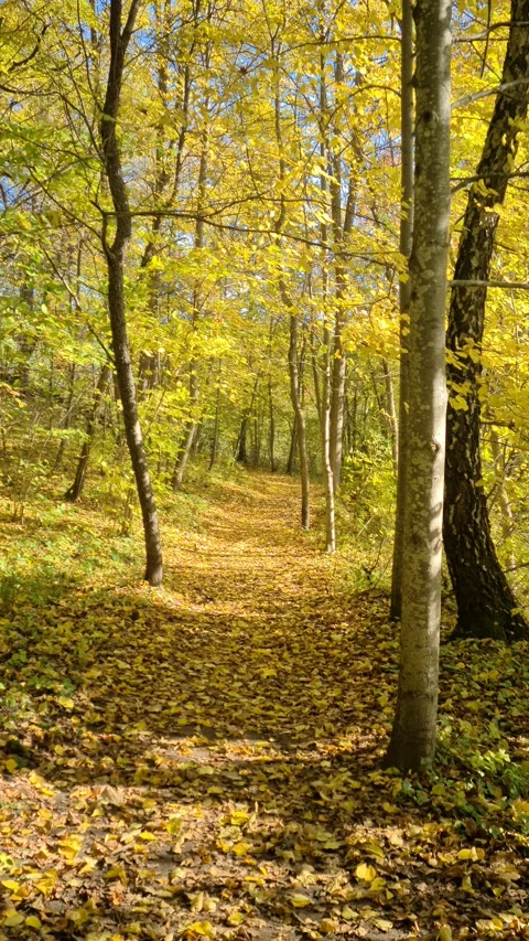 Dūkšta River forest, Lithuania Stock Footage 161951820