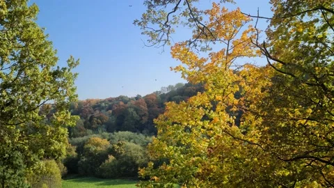 Dūkšta River forest, Lithuania Stock Footage 161951856
