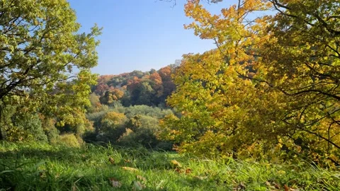 Dūkšta River forest, Lithuania Stock Footage 161951860