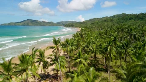 Duli Beach El Nido Palawan Philippines Low Aerial Coconut Palm Grove Sandy Vídeo Stock 337025927