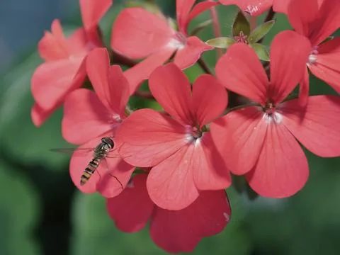 Dull back fly 2 Stock Photos