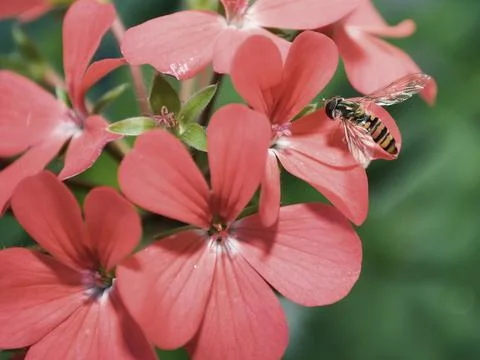 Dull back fly 3 Stock Photos