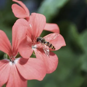 Dull back fly 4 Stock Photos