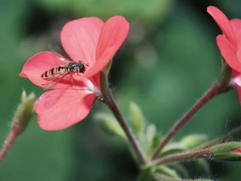 Dull back fly Stock Photos