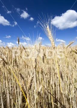 Dull yellow wheat Stock Photos