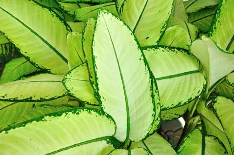 Dumb cane leaf Stock Photos