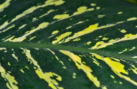 Dumb cane or leopard lily Dieffenbachia sp. - Close-up of a plant leaf from.. Stock Photos