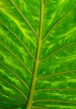 Dumb cane or leopard lily Dieffenbachia sp. - Close-up of a plant leaf from.. Stock Photos