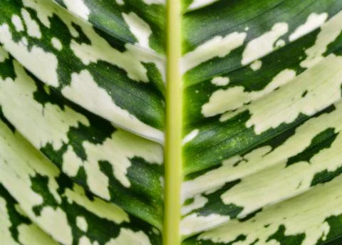 Dumb cane or leopard lily Dieffenbachia sp. - Close-up of a plant leaf from.. Stock Photos