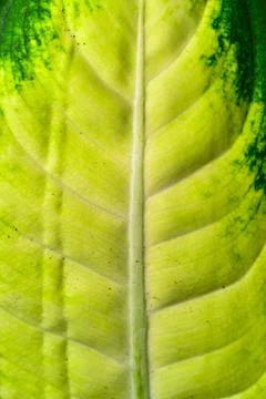 Dumb cane or leopard lily Dieffenbachia sp. - Close-up of a plant leaf from.. Stock Photos