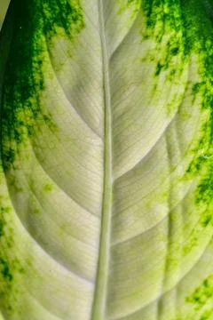 Dumb cane or leopard lily Dieffenbachia sp. - Close-up of a plant leaf from.. Stock Photos