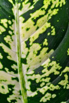 Dumb cane or leopard lily Dieffenbachia sp. - Close-up of a plant leaf from.. Stock Photos
