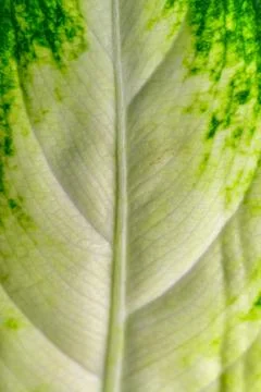 Dumb cane or leopard lily Dieffenbachia sp. - Close-up of a plant leaf from.. Stock Photos